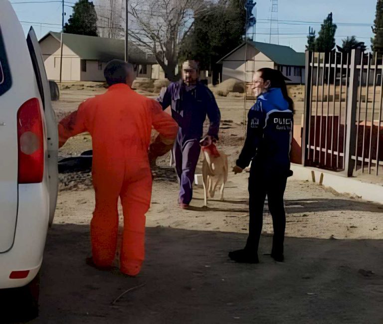 rescatan-a-cuatro-galgos-por-una-denuncia-por-maltrato-animal