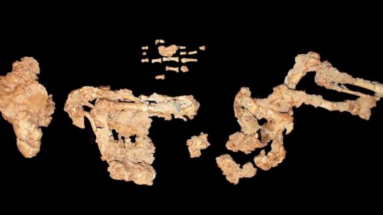 ‘paloma’,-el-esqueleto-neandertal-mas-completo-del-mundo