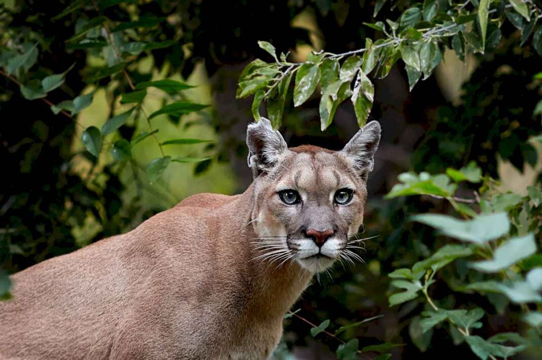 alerta-frente-al-aeroparque.-evacuan-un-parque-en-la-costanera-ante-la-posible-presencia-de-un-puma