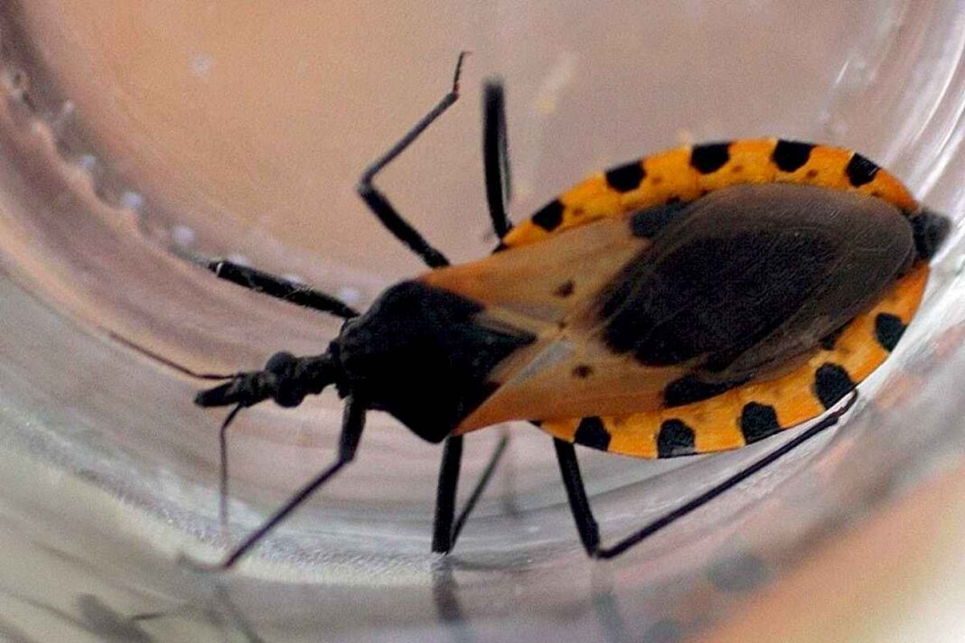 mal-de-chagas:-la-argentina-y-bolivia-son-los-unicos-paises-de-la-region-que-no-controlaron-la-transmision-de-esta-enfermedad