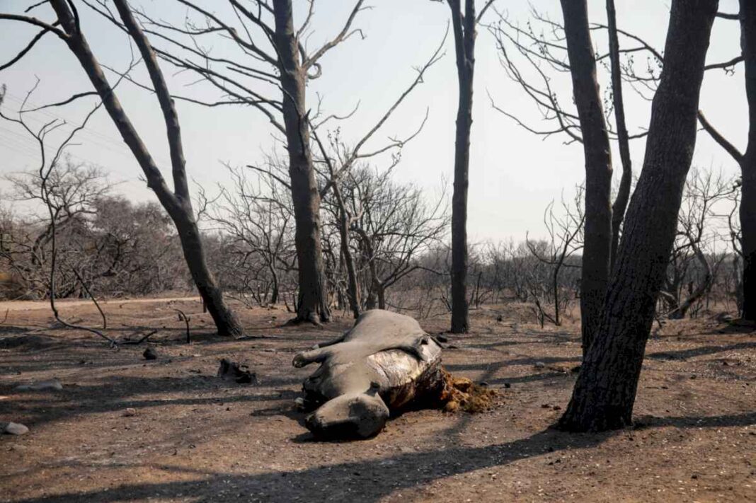 incendios-en-cordoba:-estiman-que-150-productores-fueron-afectados-por-el-desastre-y-la-provincia-prepara-una-ayuda