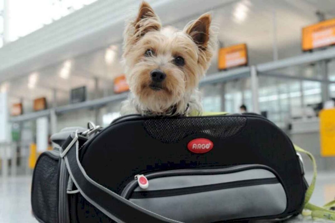 que-hay-que-hacer-para-viajar-al-exterior-con-perros-y-gatos