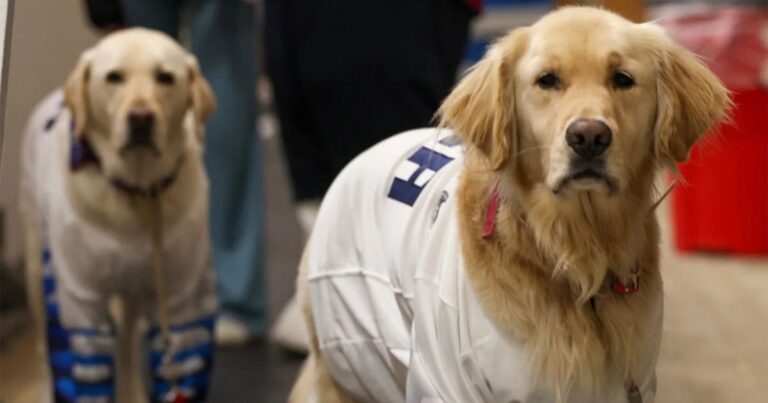 Doug y Sully, los perros de asistencia que apoyan a la selección femenina paralímpica de hockey de EEUU