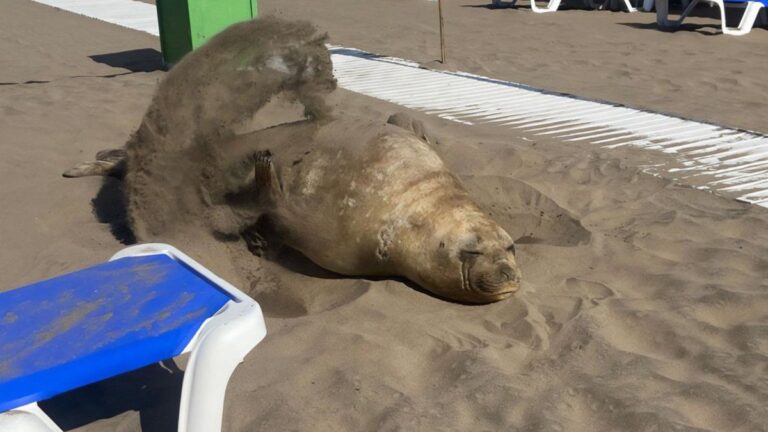 Sorprendente: apareció un elefante marino en el Balneario 12 de Mar del Plata