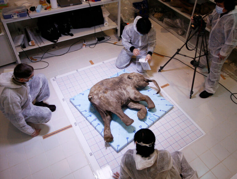 Científicos rusos hallan a la bebé mamut mejor conservada del mundo
