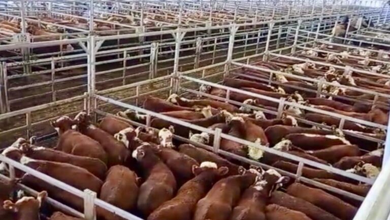 Selectividad y precios en baja en el Mercado Agroganadero de Cañuelas