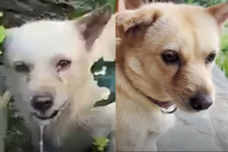 La abandonaron en un bosque y echaba espuma por la boca, pero lograron rescatarla a tiempo