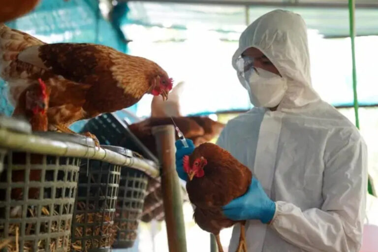 Gripe aviar en Argentina: suspenden todas las exportaciones avícolas