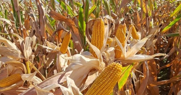 «A contramano»: se derrumbaron los precios de los granos tras un sorpresivo informe de un organismo de Estados Unidos