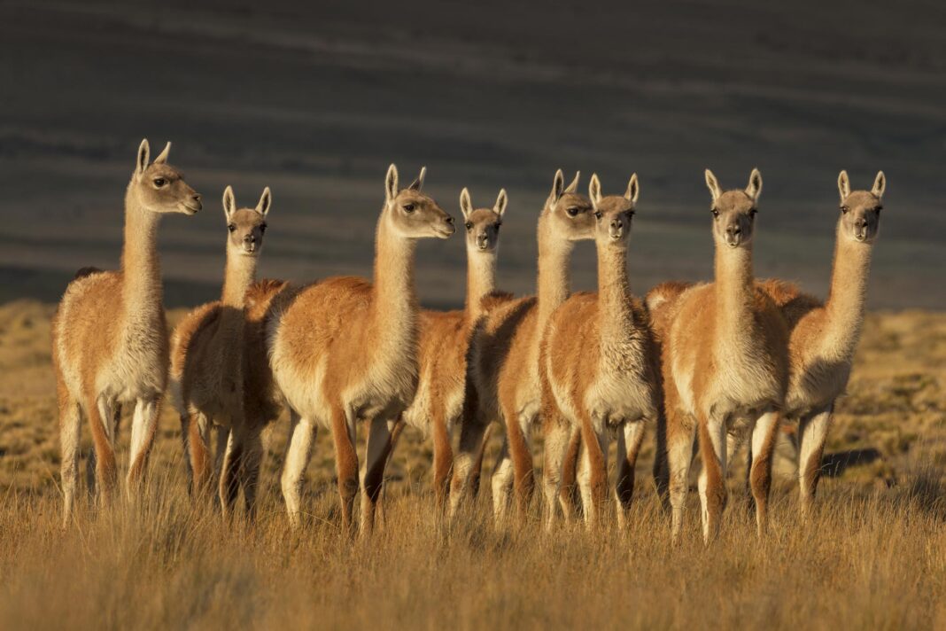 Técnicos realizando monitoreo de guanacos en el Parque Nacional El Leoncito, San Juan