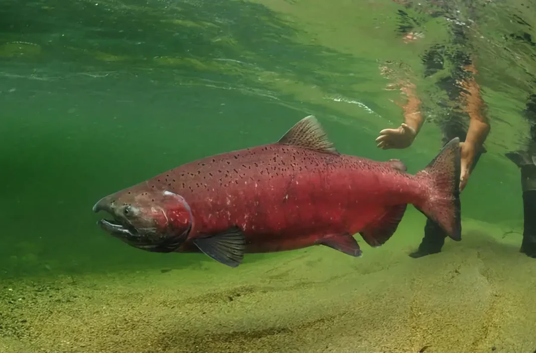 Puma capturando un salmón Chinook en un río de Santa Cruz