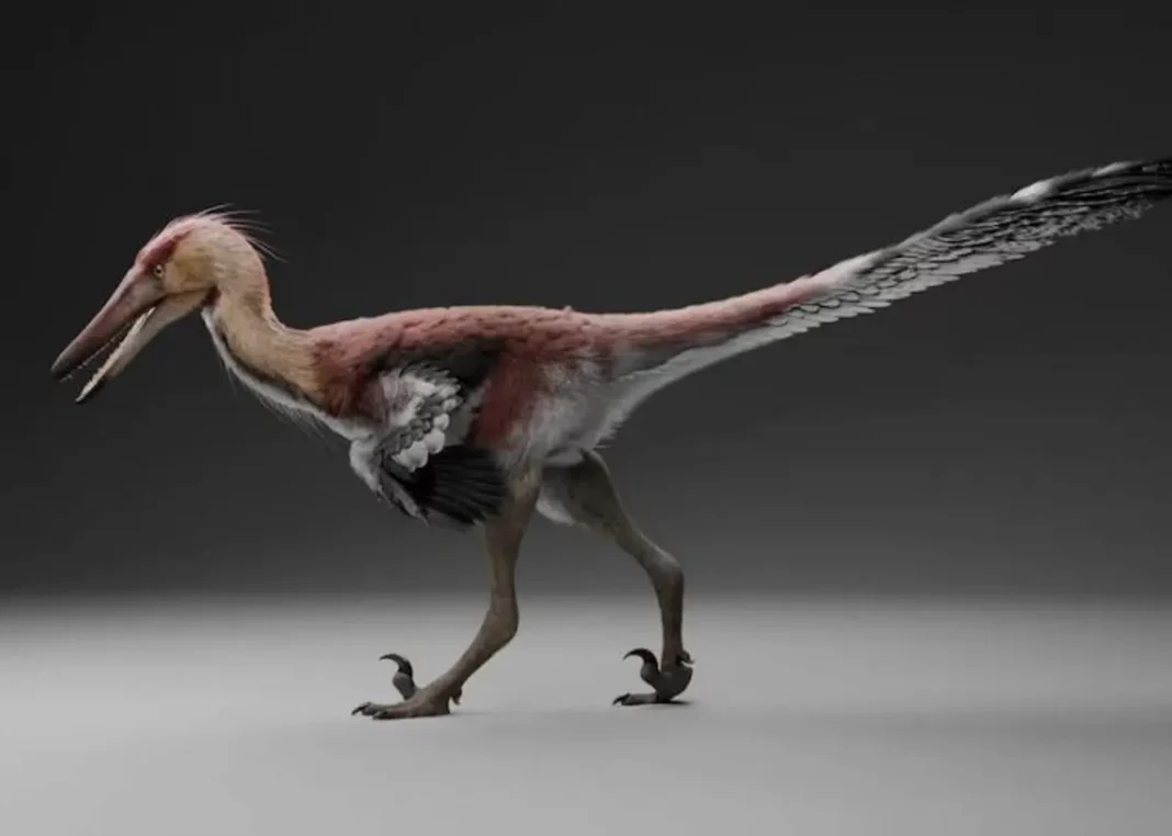 Restos fósiles del dinosaurio raptor Kank australis hallados en Santa Cruz