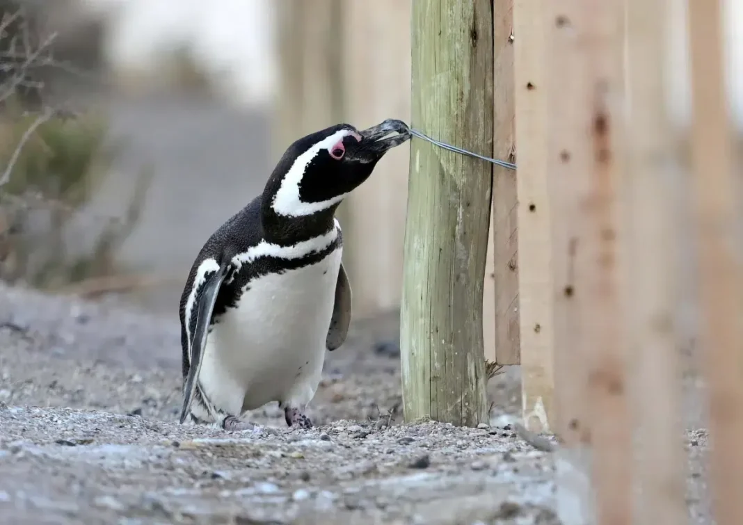Pingüinos muertos en la costa del Golfo San Jorge