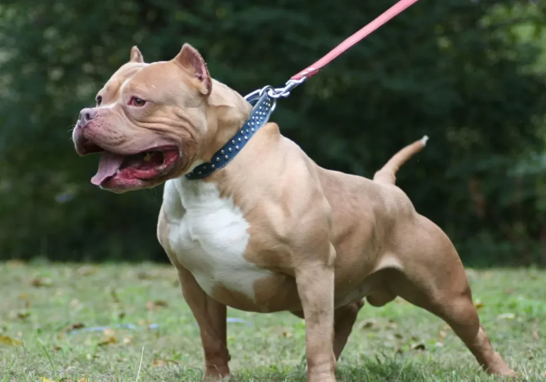 Perro pitbull en Lago Puelo ataque a transeúnte