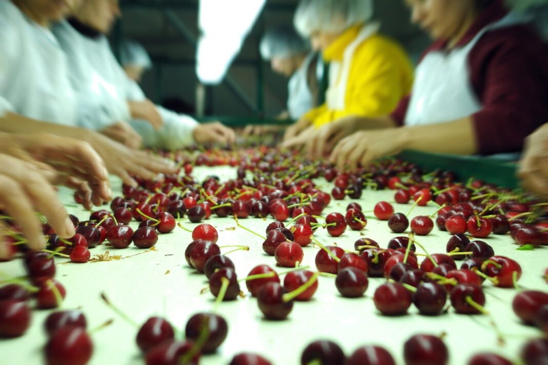Cerezas en cajas de exportación